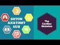 The Cardiac Skeleton