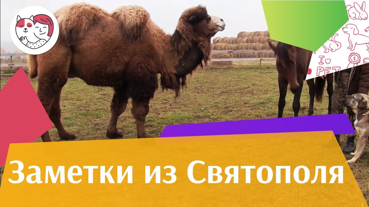 ЗАМЕТКИ ИЗ СВЯТОПОЛЯ выпуск 3 Верблюд ilikepet