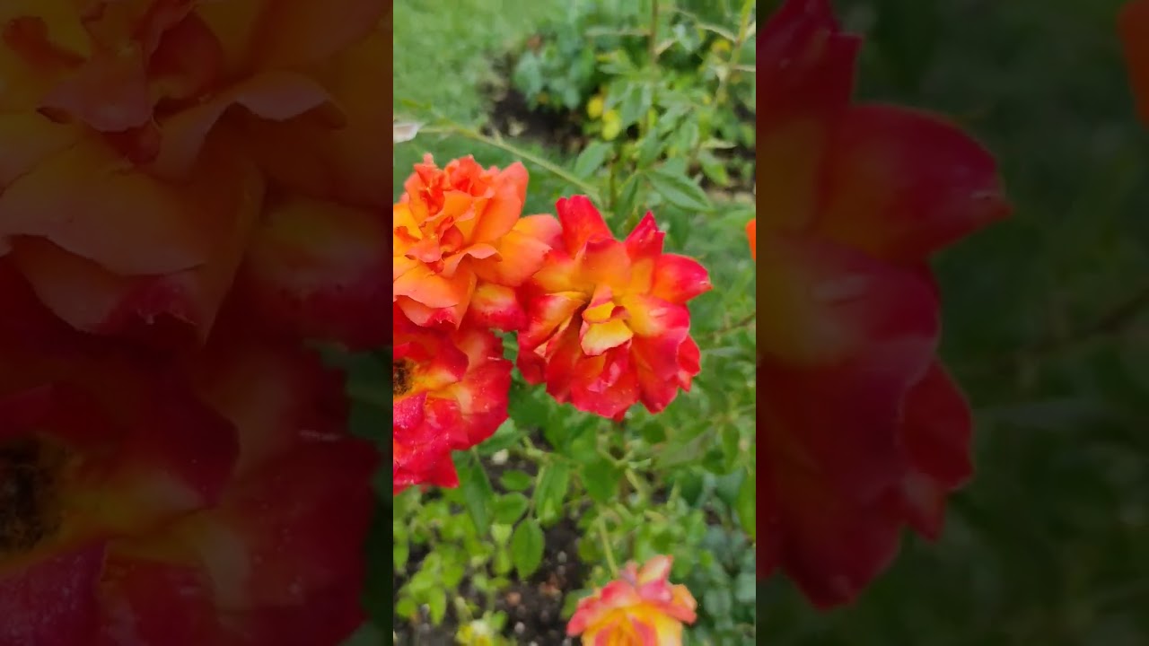 YouTube Short thumbnail