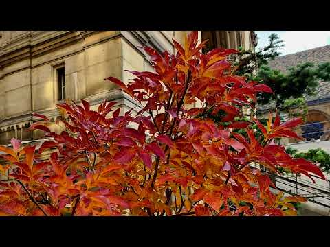 image : samedi au jardin : Le conservatoire national des Arts et Métiers (Paris)