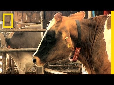 Part of a video titled Robot Can Milk 70 Cows a Day | I Didn't Know That - YouTube