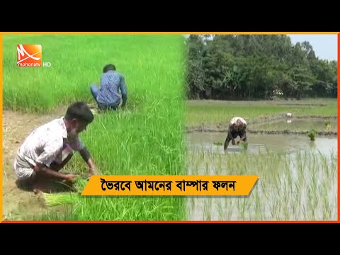 রোপা আমন নিয়ে প্রতিবেদন Mohona Tv