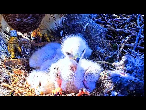 15.05.2023.LIVE CORNELL HAWKS FERNOW NEST CAM.ZOOM IN ON:3 CHICKS.BIG RED FEEDS 3 CHICKS.LOT OF FOOD