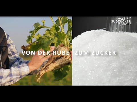 Südzucker: Von der Rübe zum Zucker