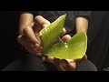 ASMR Gel Lotion Aloe Vera Hand Sounds Visual Asmr No Talking