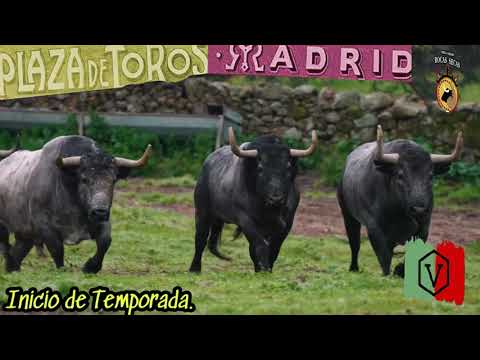 Los toros de Adolfo Martín para el inicio de temporada en Las Ventas