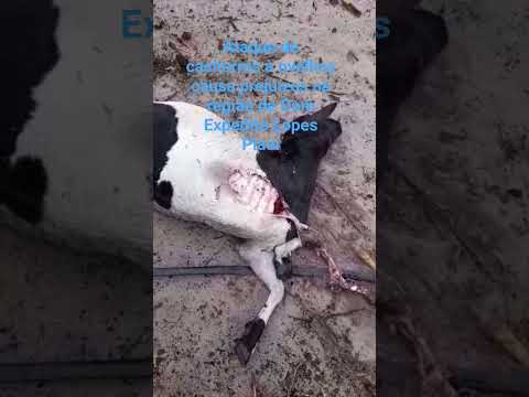 ataque de cães a ovelhas causam grande prejuízo na região de Dom Expedito Lopes Piauí