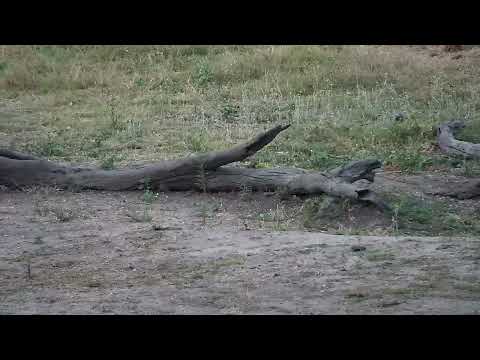 Djuma: Slender Mongoose - 18:03 - 10/21/2022