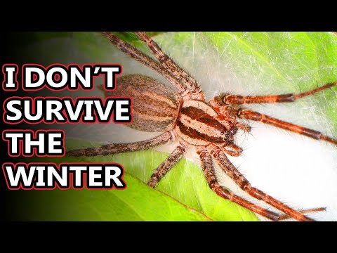 American Grass Spider facts: the harmless funnel weavers | Animal Fact Files