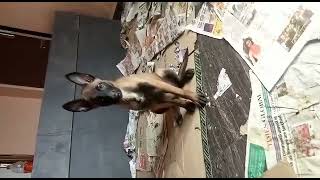 Belgian Shepherd Dog (Malinois) Puppies Videos