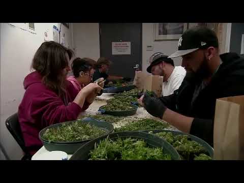 Marijuana Engagements