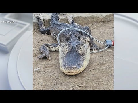 Alligator found in Brooklyn's Prospect Park