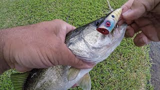 Poppin' Some Topwater Bass on a Bluegill Popper!!! (Shoreline Florida Pond Bass Fishing)