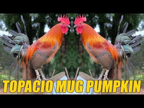 Nice Birds Topacio Mug Pumpkin RCP FARM Hawaii 👍