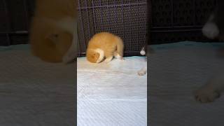 Download lagu Anak kucing meong meong umur 1 bulan barbar kebangetan 😁 #kitten #kucing #kucinglucu #cat mp3