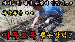 접목한 자두묘목을 뽑아 케는작업을 하고 묘목에 대해서이야기해보았어요
