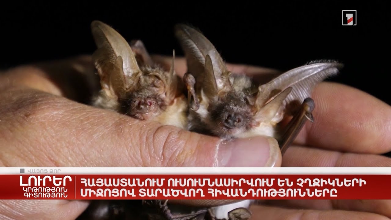 Հայաստանում ուսումնասիրվում են չղջիկների միջոցով տարածվող հիվանդությունները