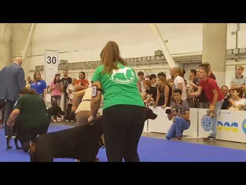 EDS 17 Doberman female champion part 2