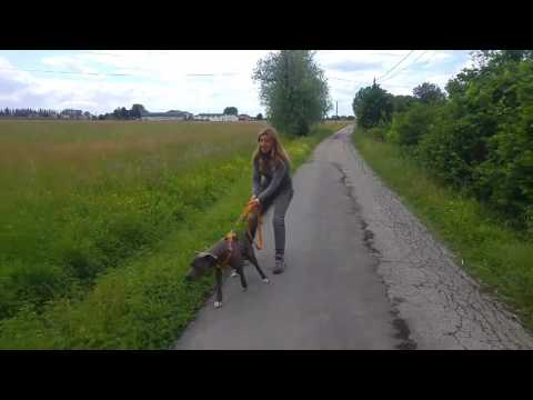 download lagu mp3 mp4 Cane Tira Al Guinzaglio Quando Vede Altri Cani, download lagu Cane Tira Al Guinzaglio Quando Vede Altri Cani gratis, unduh video klip Cane Tira Al Guinzaglio Quando Vede Altri Cani