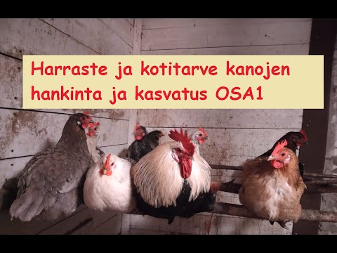 , title : 'Harraste ja kotitarve kanojen hankinta sekä kasvatus OSA 1'