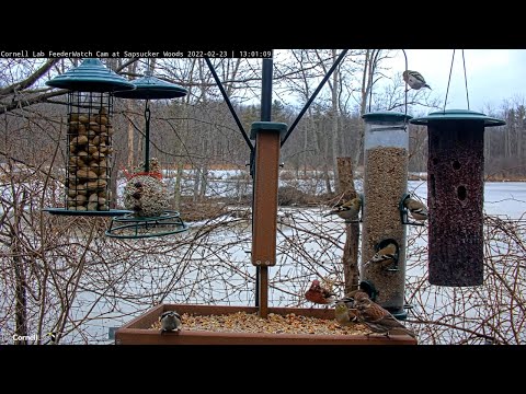 American Goldfinches and Purple Finches Bring Color To Cornell Feeders – Feb. 23, 2022