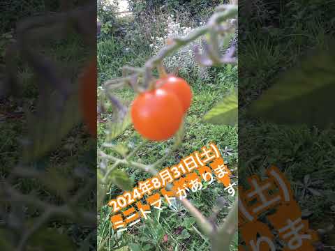 成長しないトマトを再び元気にする方法のヒント メンテナンス 植え付け 水やり 肥料の移植