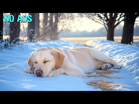 Dog's favorite music🐶11 hours of dog sleep relaxation music🎵Separation anxiety relief and stress r