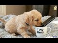 Meet Benja The Cutest Golden Retriever Puppy Ever