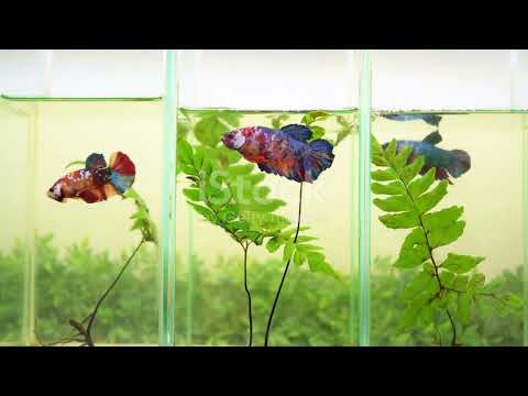 How to manage a betta fish #betta #care
