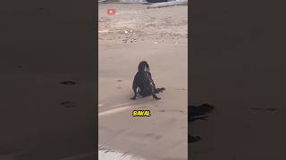 Download lagu Mysterious Creature on the Beach! #shorts mp3