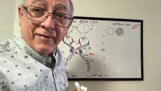 La  via aferente visual paso a paso. Quiasma optico. Hemianopsis bitemporal