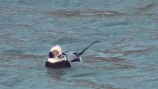 preview picture of video 'Long Tailed Duck In Burghead Harbour, Moray. Scotland'