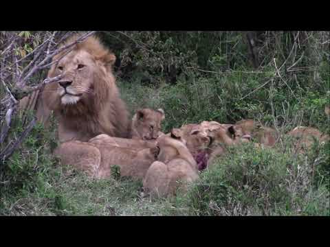 Southern Pride Dad Watches His Cubs Feast | Intense Lion Feeding Frenzy | TBLTC Safaris