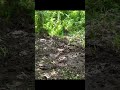 Bog Jumping Shorts