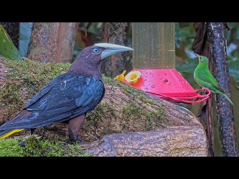 A Chestnut-headed Oropendola & Other Visitors Get The Most Out Of The Panama Feeders – Oct. 18, 2024