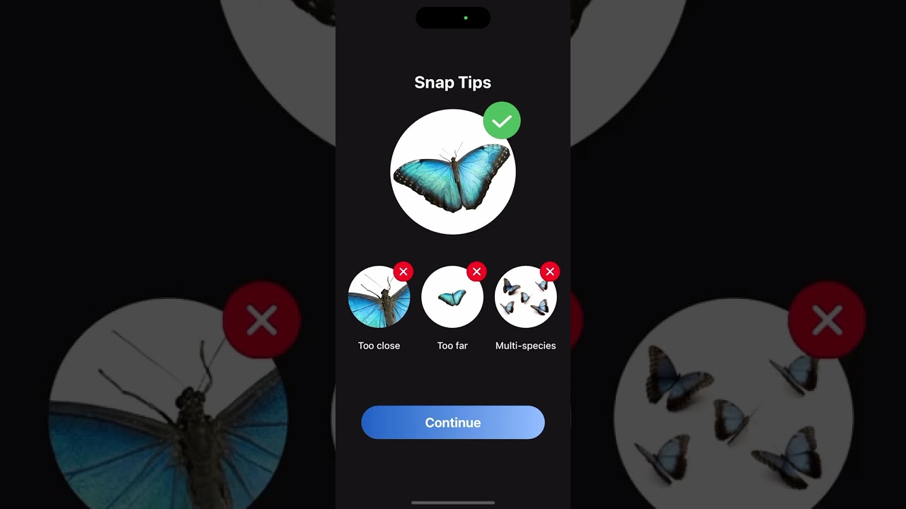 Picture Insect: Spiders & Bugs - app overview