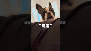 フレブルがまるで忍者