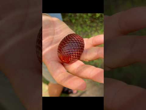 OS SEGREDOS DE CAXIAS-MA #viralshorts #indoali #nordeste