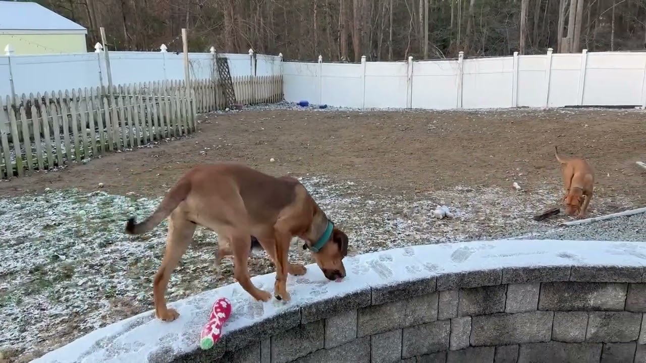 Enlarge Copper (aka Mongo), a Adoptable mixed breed in Smithfield, NC video 4/6