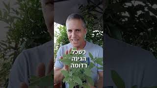 ארבעה צמחי תבלין חזקים שפורחים במהלך החורף