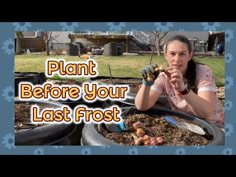 Planting Gladiolus and Quick Planter Tour