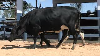 Vídeo 161 - 1ª ETAPA MEGA LIQUIDAÇÃO TOTAL AGROPECUÁRIA MARAJOARA - DIA 4 | GADO GIROLANDO E HOLANDÊS