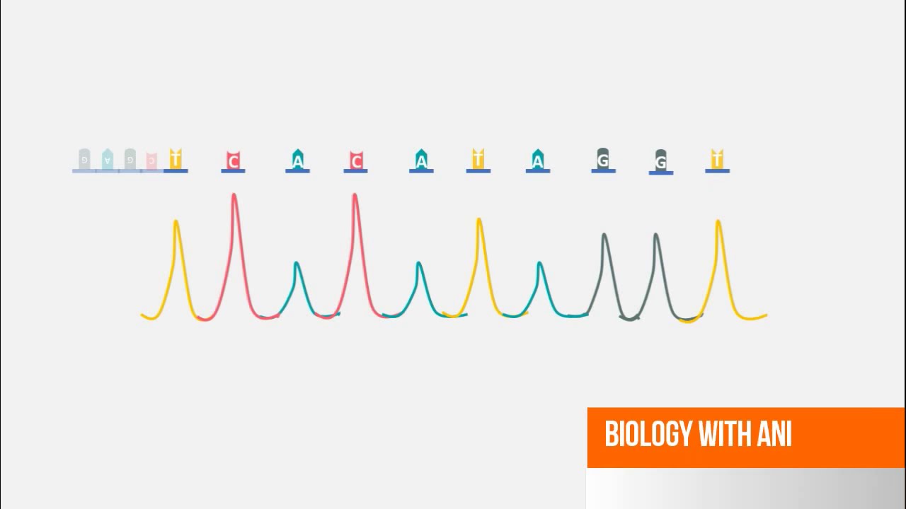 Sanger DNA Sequencing - Capillary Electrophoresis Animation