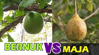 Download lagu Ternyata Selama ini Salah !!! Perbedaan Buah MAJA dan Buah Berenuk/Bernuk mp3