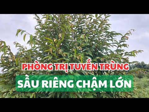 Phòng trị tuyến trùng rễ hại sầu riêng chậm lớn - Bệnh vàng lá thối rễ?