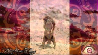 Kottonmouth Kings   Rise Above