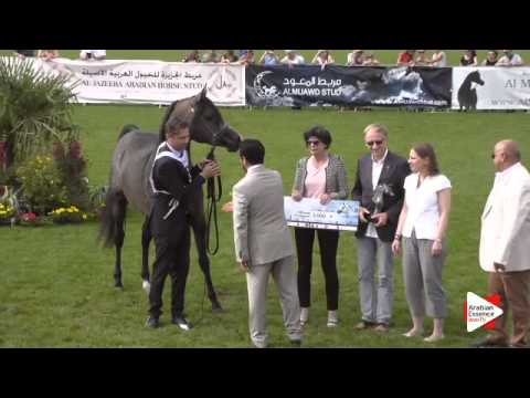 3rd Place N.83 PSYCHE ULL - Chantilly 2015 ABCE - Colts Championship (Class 15)