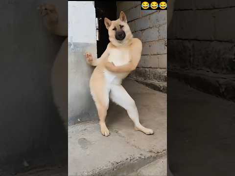 Funny video 😅 ##shorts #shortvideo #trandingreaction #dog #brajeshpandit #youtubeshorts #dance