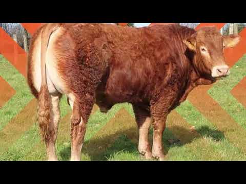 Farma limuzin goveda Limuzin Kiš u Srbiji