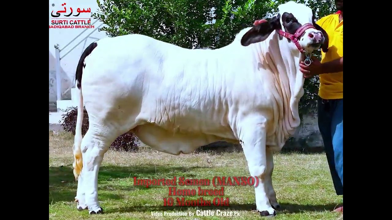 BLACK PASA BACHRI SURTI CATTLE FARM